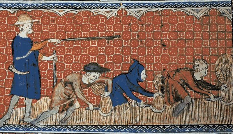 Unfreie Männer mit Sicheln bei der Erntearbeit, ca. 1310