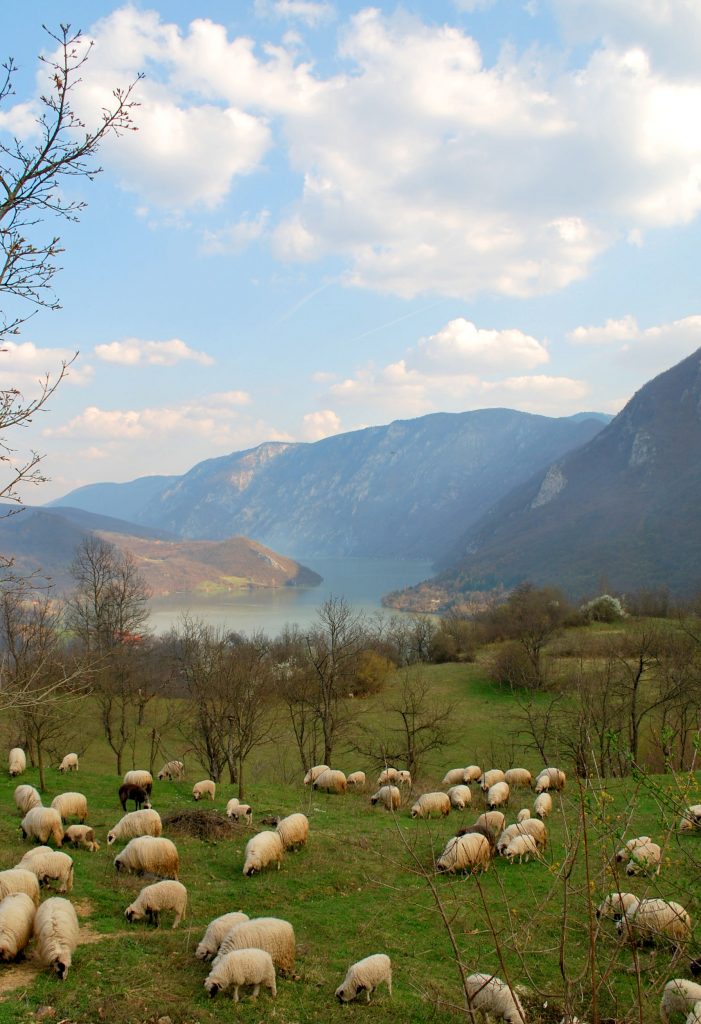 Weidende Schafe an der Drina, Bosnien